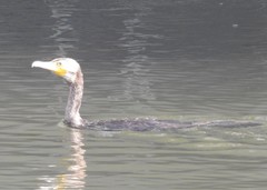 Phalacrocorax carbo