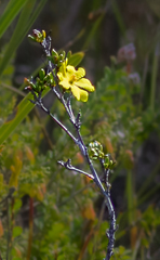 Hibbertia gracilipes