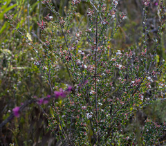 Leucopogon tamariscinus