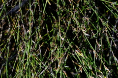 Restio longiaristatus