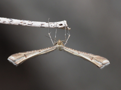 Paraplatyptilia