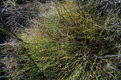 Restio longiaristatus