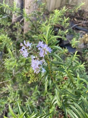 Veronica diosmifolia