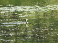 Phalacrocorax carbo