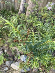 Veronica diosmifolia