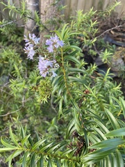 Veronica diosmifolia