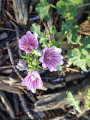 Malva sylvestris