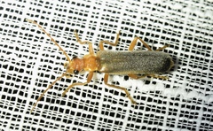 Podabrus pruinosus