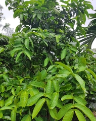 Syzygium aqueum
