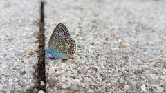 Polyommatus icarus