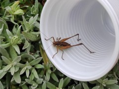 Pachytrachis gracilis