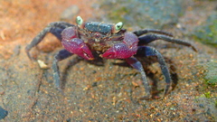 Geosesarma noduliferum