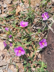 Osbeckia chinensis