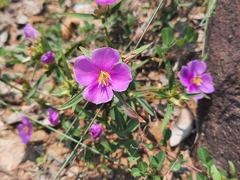 Osbeckia chinensis
