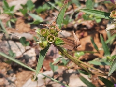 Osbeckia chinensis
