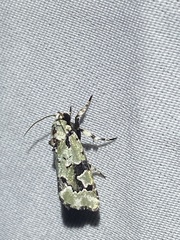 Emarginea percara