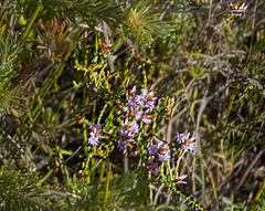 Andersonia parvifolia