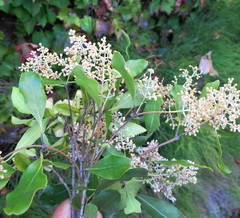 Olea capensis macrocarpa