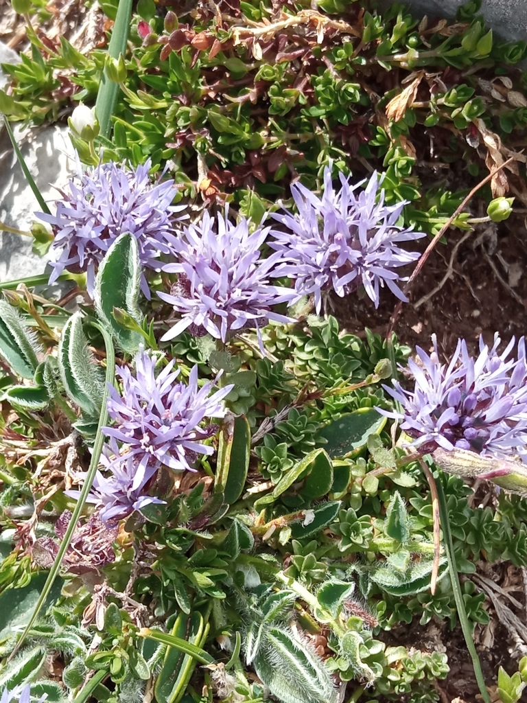 Jasione cavanillesii