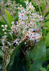 Olea capensis macrocarpa
