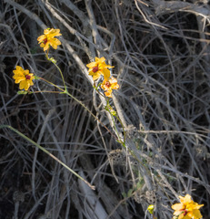 Goodenia trinervis