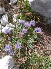 Jasione cavanillesii