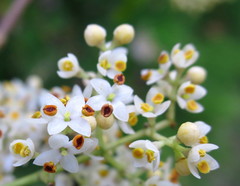 Olea capensis macrocarpa