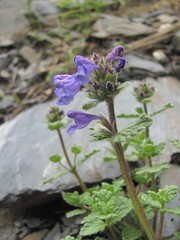 Nepeta supina