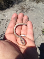 Anniella geronimensis