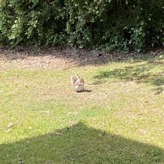 Sciurus carolinensis