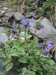 Nepeta supina