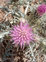 Carduus carlinoides