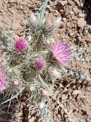 Carduus carlinoides