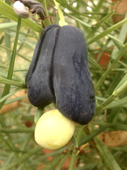 Podocarpus drouynianus