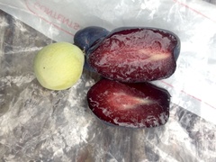 Podocarpus drouynianus