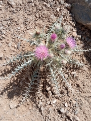 Carduus carlinoides