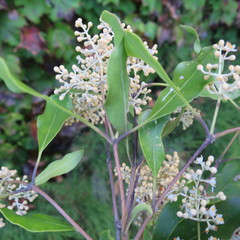 Olea capensis macrocarpa
