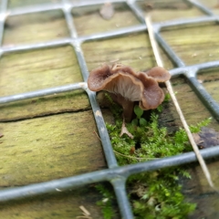 Craterellus sinuosus