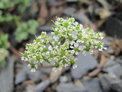 Chaerophyllum humile
