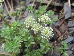 Chaerophyllum humile