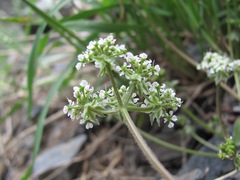 Chaerophyllum humile
