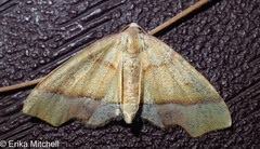 Plagodis phlogosaria