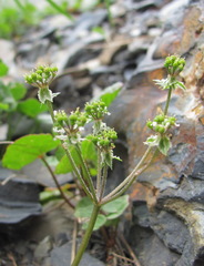 Chaerophyllum humile