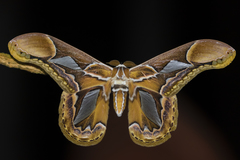 Rothschildia hopfferi