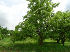 Parkia
