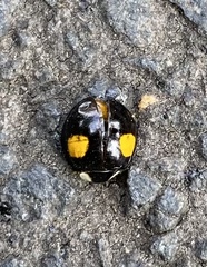 Harmonia axyridis