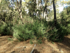 Podocarpus drouynianus