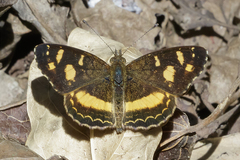 Telenassa berenice