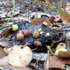 Podocarpus drouynianus
