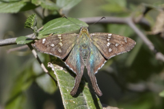 Urbanus proteus proteus